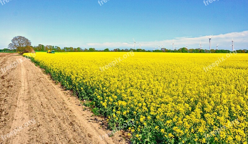 Landscape Rapeseed Yellow Spring Blue