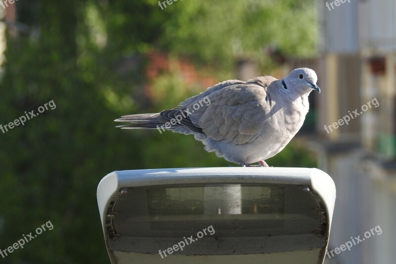 Bird Dove Nature Dove Nature Animals