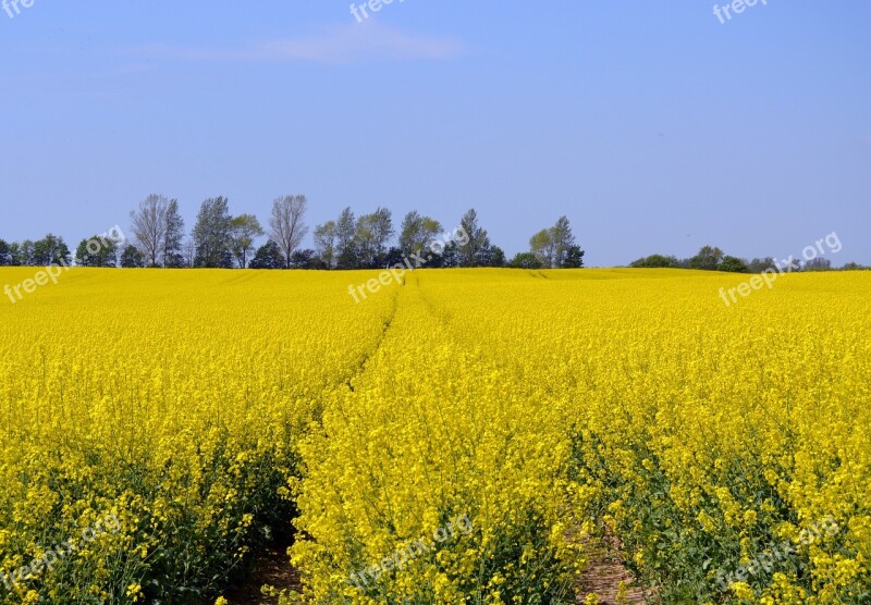 Rapeseed Field Nature The Cultivation Of Field Rzepakowe