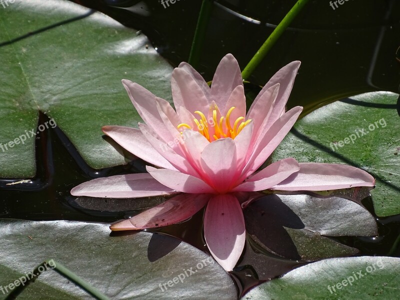 Lake Rose Aquatic Nature Garden Pond Rose