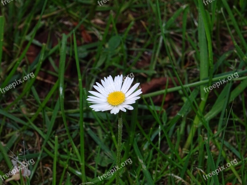 Daisy Small Plant Plant Small Flower Pointed Flower