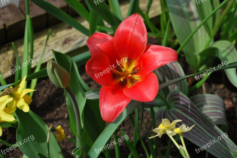 Red Lily Lily Wild Flower Flowers Nature