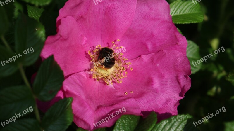 Brambles Rose Flowers Flower Surgery Bee