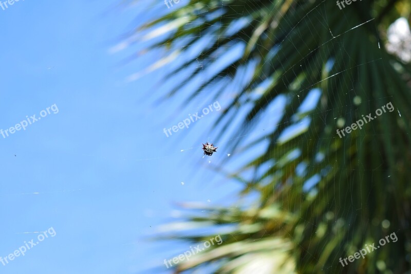 Spinybacked Orbweaver Spider Florida Palm Trees Blue Sky