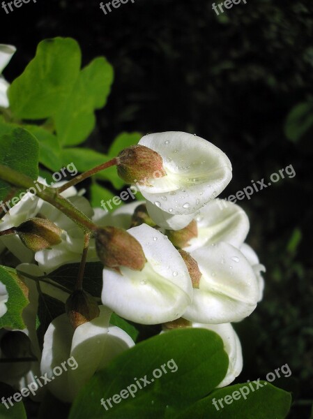 Flower Acacia Spring Blooming Tree A Branch