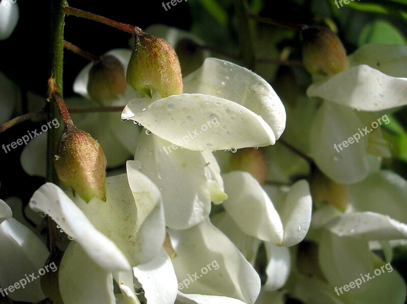 Acacia Flower White Flower Spring Blooming Tree