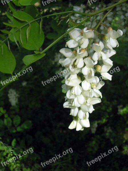 Acacia White Flower Nature Flower Spring