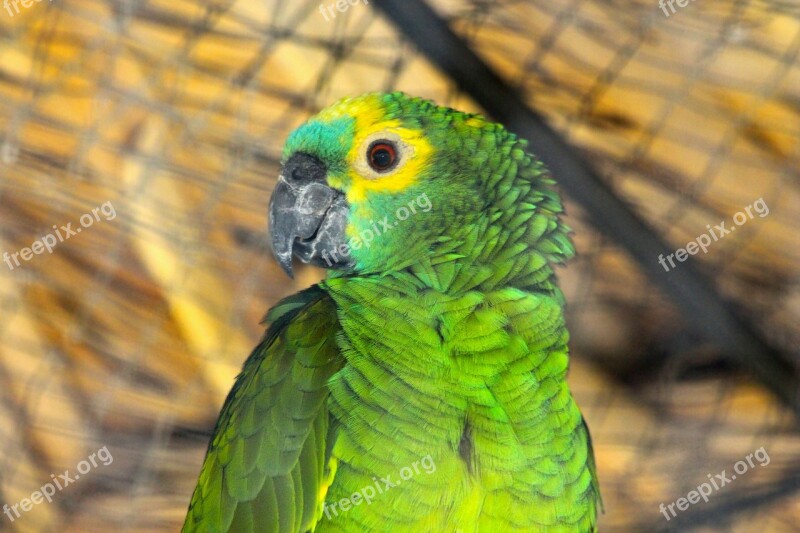 Amazon Parrot Amazona Amazonica Venezuelan Amazon Orange-winged Amazon