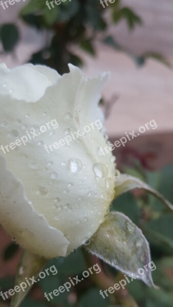 Rose Flower Dark Nature Garden