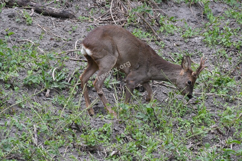 Roe Deer Graze Grass Nature Wild