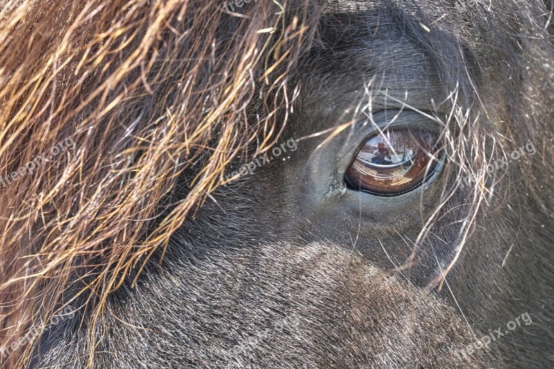 Pony Horse Eye Black Stallion