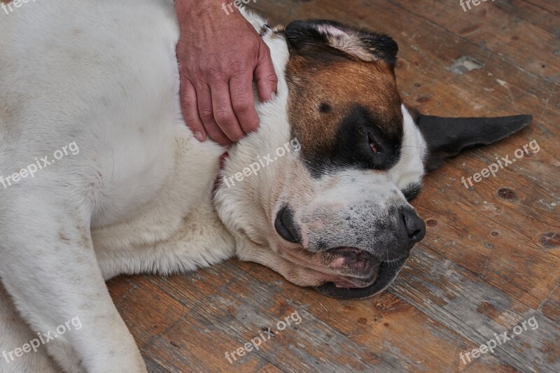 Dog St Bernard Stroke Hand Snout