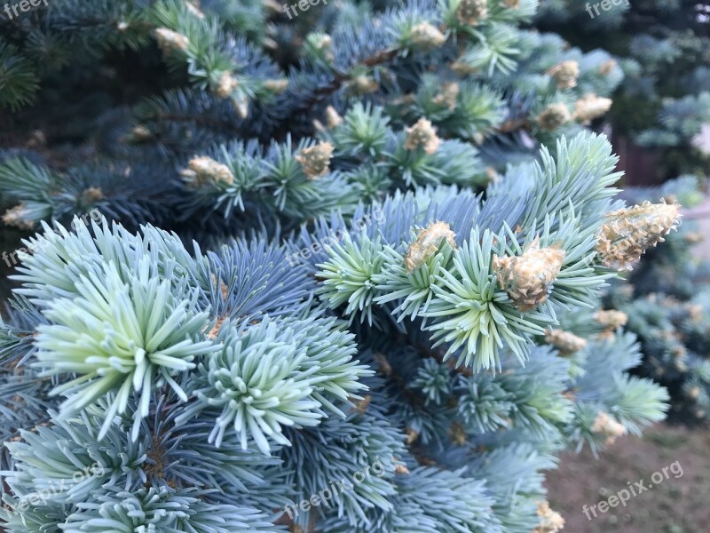 Conifers Spring Branch Tree Landscape