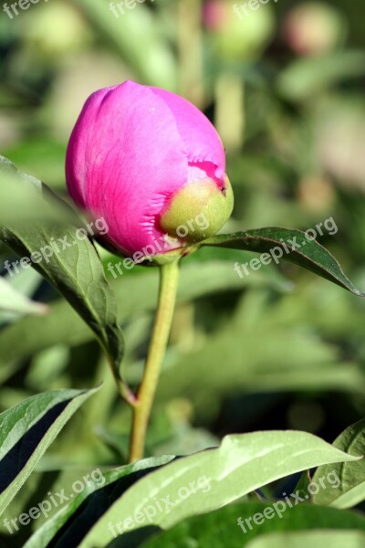 Flower Peony Button Spring Petals