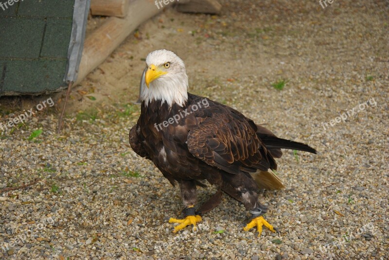 Bird Eagle Zoo Free Photos