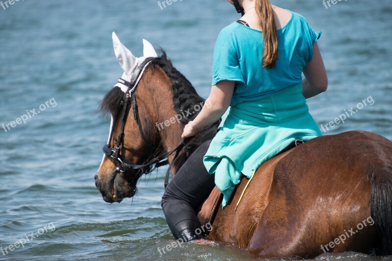 Horse Swim Water Lake Ride