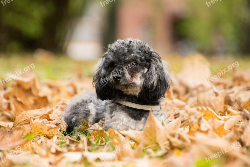 Cute Dog Poodle Animal Miniature Poodle