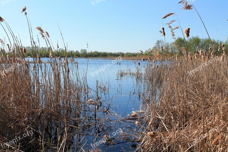 Dubna Russian Nature Lake Lake Swan Deadwood