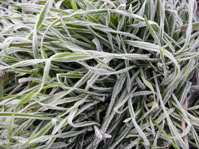 Grass Meadow Nature Blade Of Grass Close Up