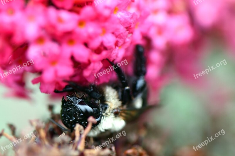 Bee Flower Macro Insect Blossom