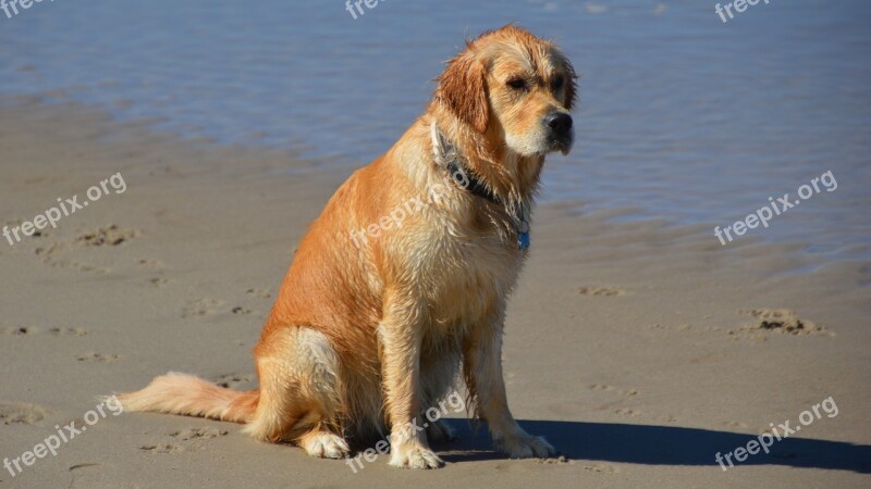 Animal Dog Purebred Dog Beach Sea