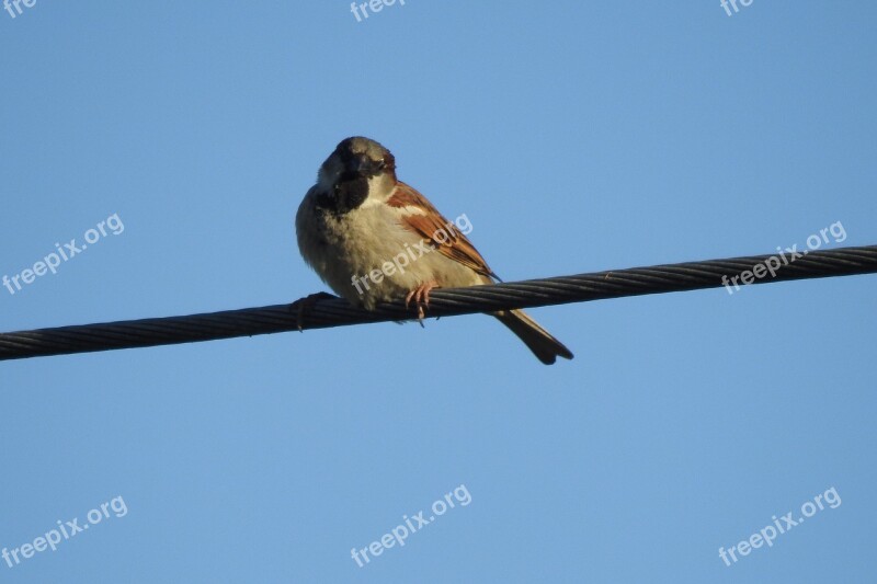 The Sparrow Bird Little Bird Nature Wróbelek