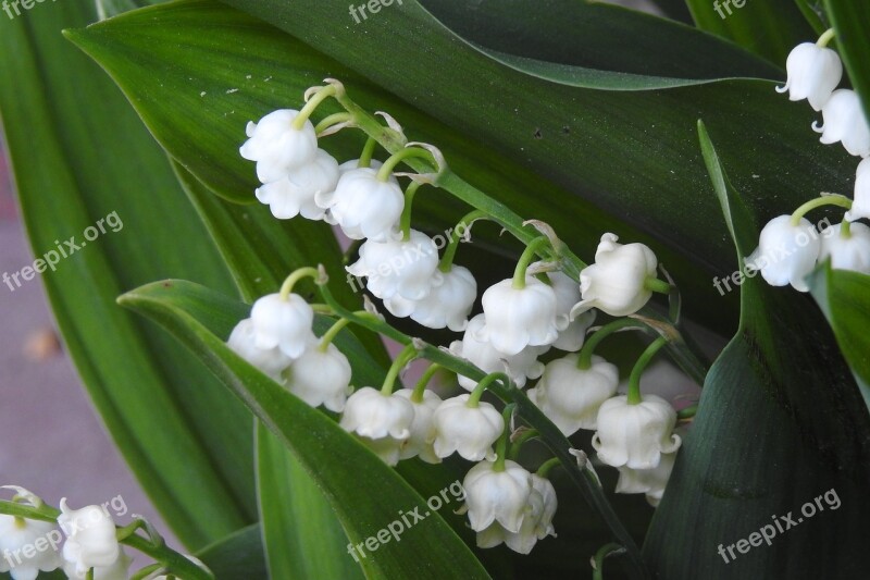 Konwalie May Flowering Spring Nature