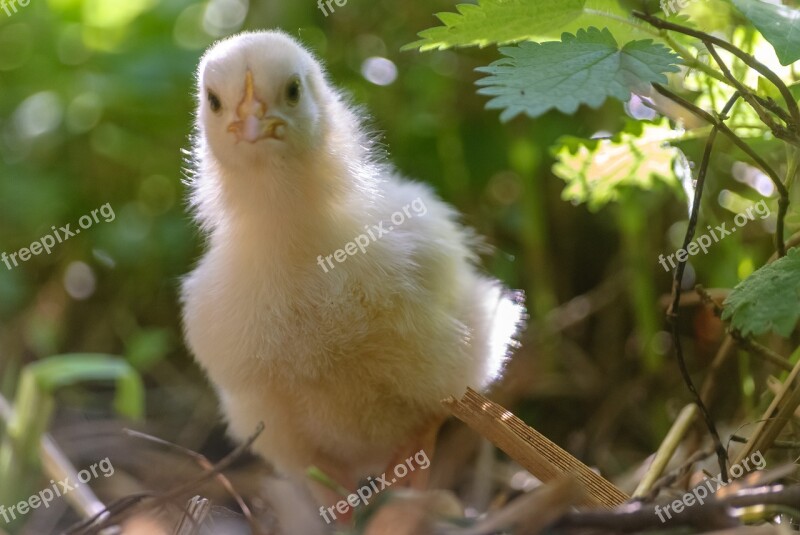 Chick Yellow Animal Poultry Nature