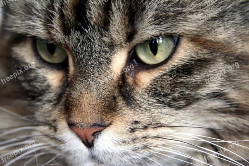 Maine Coon Cat Cat Face Coon Cat's Eyes