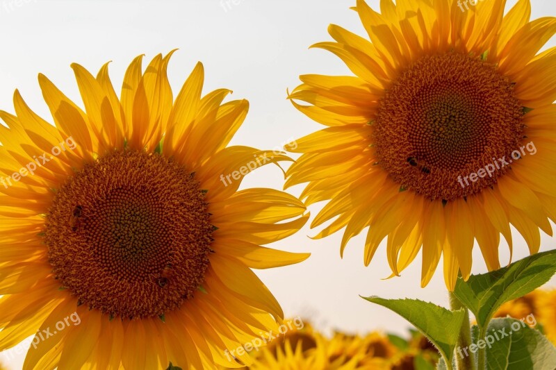 Sunflower Sunflowers Yellow Bright Vibrant