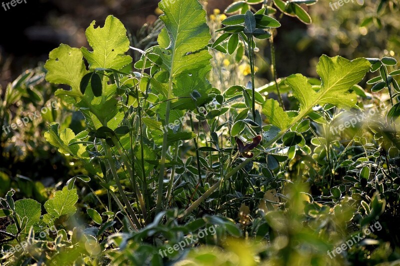 Leaf Flora Nature Food Growth