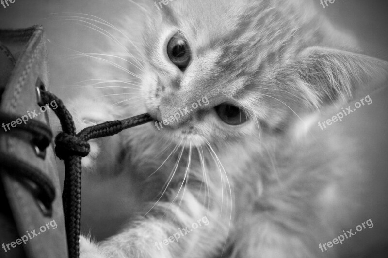 Cat Kitten Feline Loving Pet