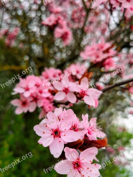 Cherry Blossom Cherry Tree Cherry Nature Blossom