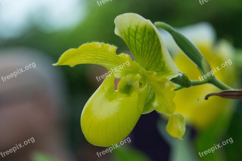 Orchid Garden Flower Orchid Beautiful Flower Plant