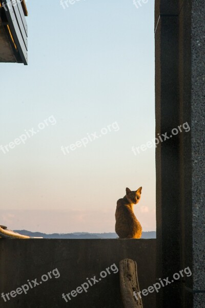 Cat Grudges Looking Back Free Photos