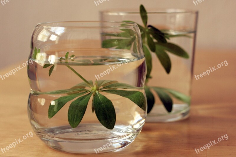 Woodruff Galium Odoratum Drink Coumarin Glass