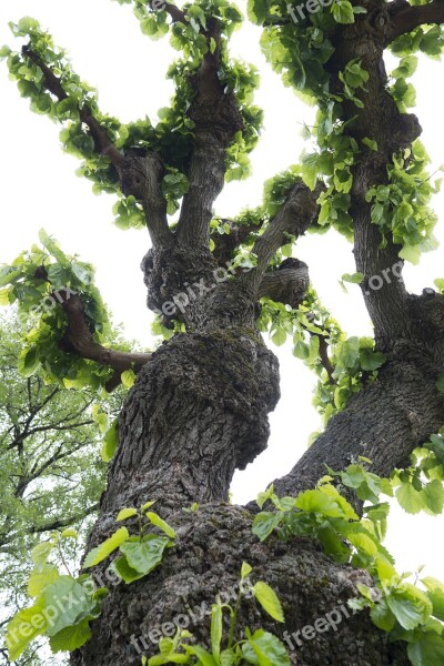 Tree Nature Old Tree Wood Leaves