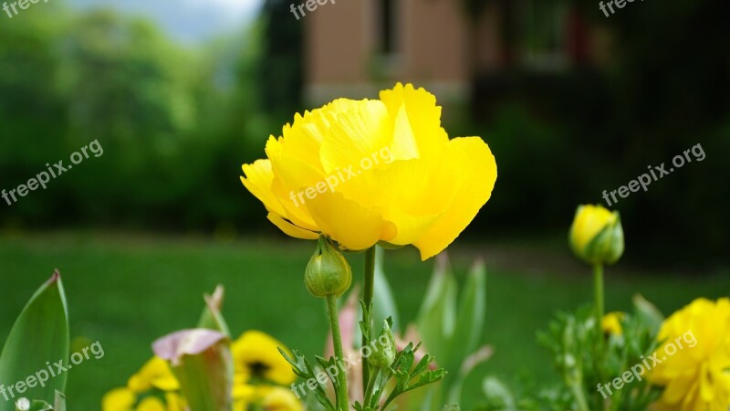 Flower Yellow Yellow Flower Close Up Garden