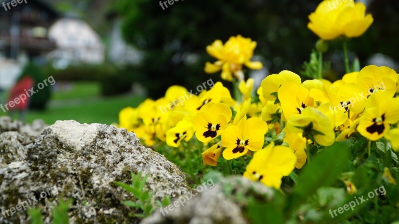 Flowers Plant Nature Spring Sea Of Flowers