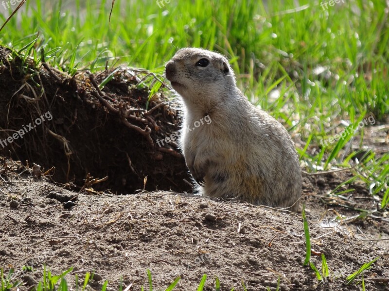 Animals Nature Rodent Gopher Free Photos