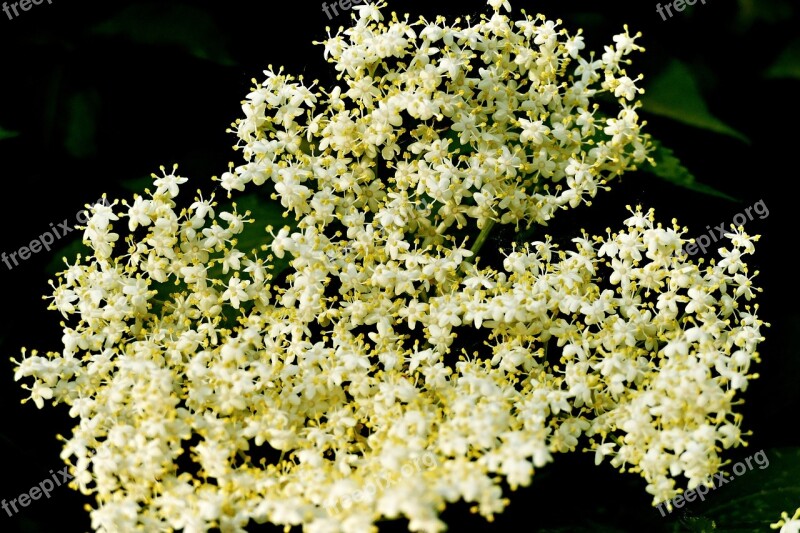 Flower Elder Black Shrub Flowers