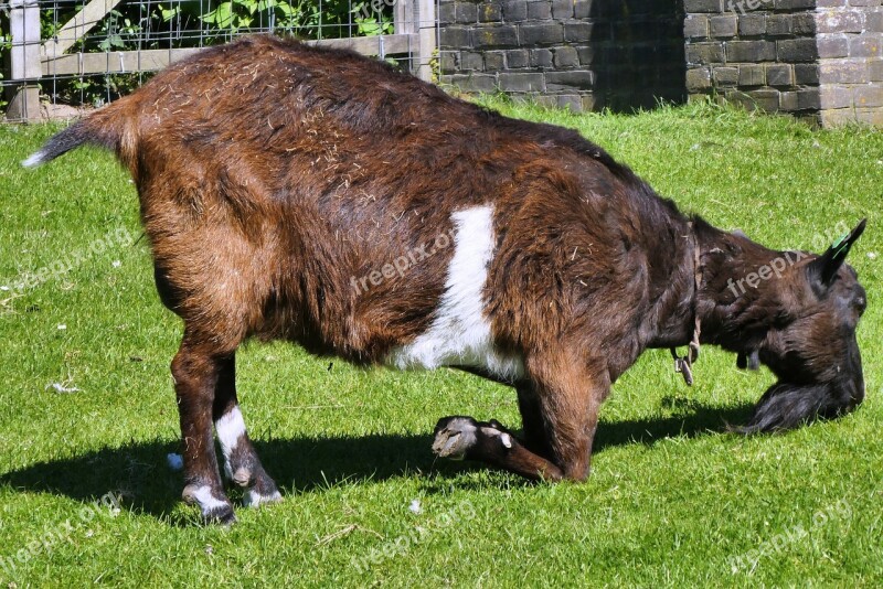 Goat Meadow Food Mammal Nature