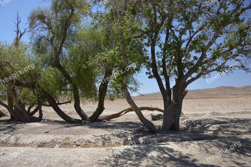 Trees Oasis Desert Free Photos