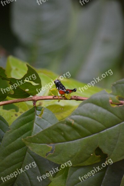 Cricket Nature Green Pet Green Sheet