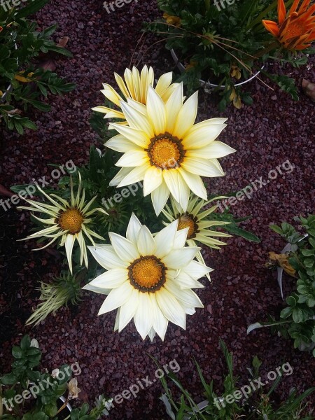 Asteraceae Flower Flowers Plant Plants