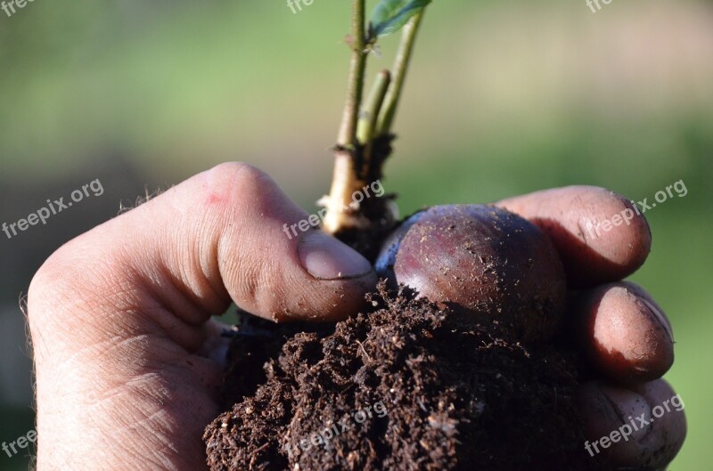 Chestnut Seedling Luke Ruffner Robinson Castanea Mollissima Permaculture Montana