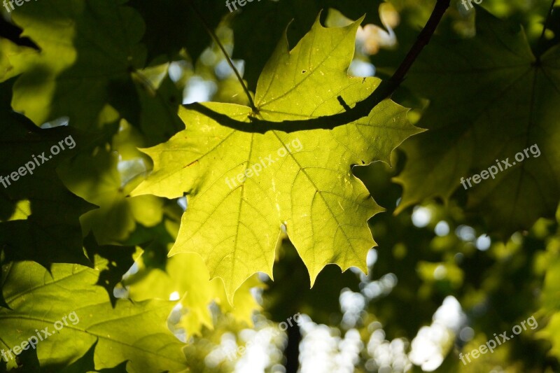 Light Shadow Play Plant Forest Backlighting