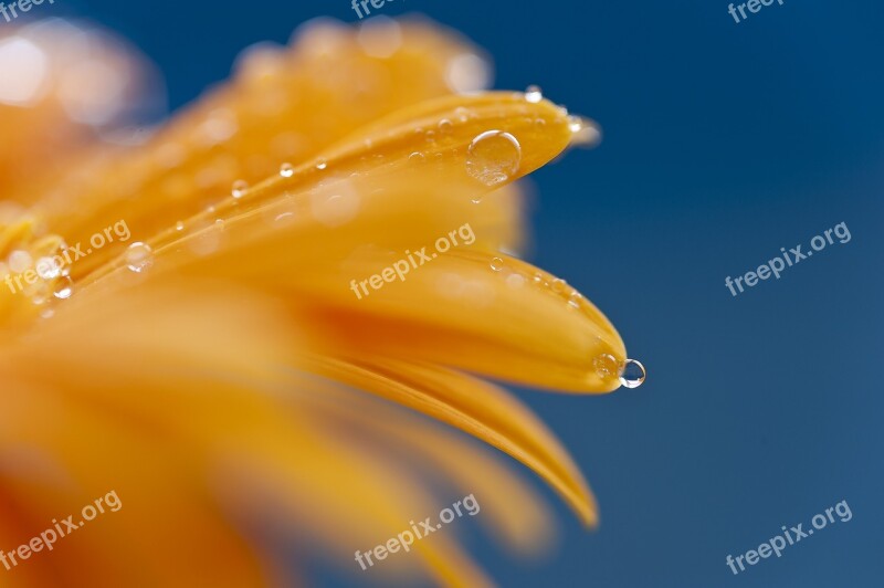 Flower Water-drop Free Photos