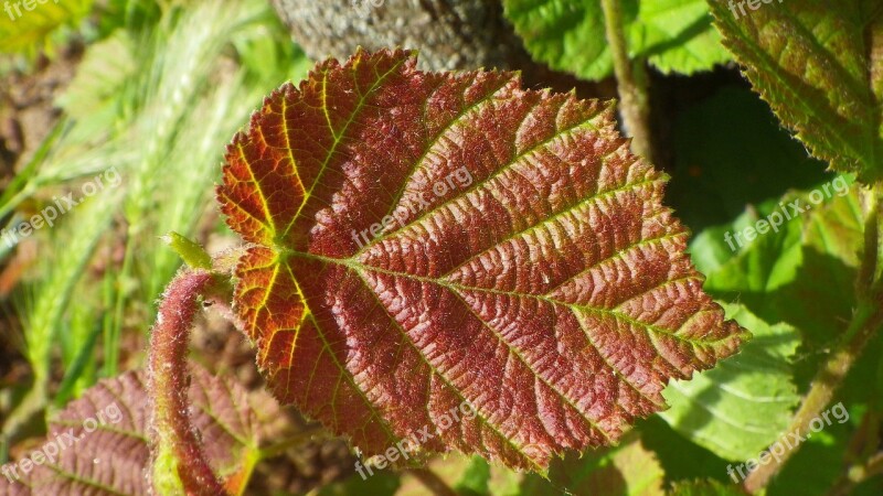 Foliage Leaf Plants Plant Green Leaves