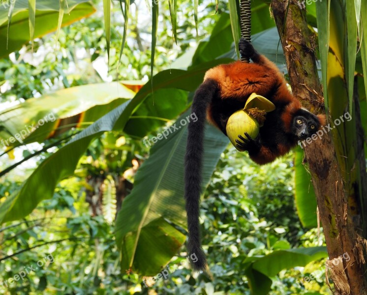 Monkey Lemur Red Vari Wild Animal Madagascar